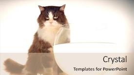 Presentation with cat dog people - Amazing PPT layouts having fishbowls - cat sitting by empty fishbowl backdrop and a  colored foreground