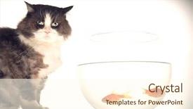 Presentation with goldfish - Slides having fishbowls - cat sitting by fishbowl background and a cream colored foreground