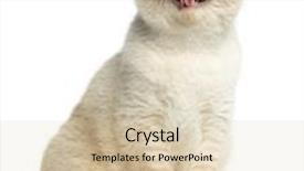  Presentation with cat - Slides with cat sitting in front background and a lemonade colored foreground