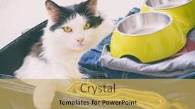  Presentation with waiting - Amazing slide set having cat-sitting-in-the-suitcase backdrop and a yellow colored foreground