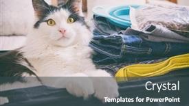  Presentation with pets - Presentation design consisting of cat-sitting-in-the-suitcase background and a ocean colored foreground