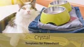  Presentation with pets - Audience pleasing PPT layouts consisting of cat-sitting-in-the-suitcase backdrop and a yellow colored foreground