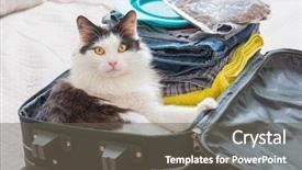  Presentation with pets - Colorful slide deck enhanced with suitcase or bag and waiting backdrop and a gray colored foreground