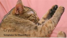  Presentation with sleep - Presentation enhanced with cat sleep and lying on couch background and a coral colored foreground