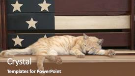  Presentation with patriotic constitution - Presentation theme featuring cat sleeping on patriotic bench background and a tawny brown colored foreground