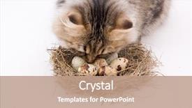  Presentation with smell - PPT theme consisting of cat-smell-eggs background and a coral colored foreground
