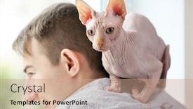  Presentation with cat - Beautiful theme featuring cat sphynx sitting on young man shoulders backdrop and a coral colored foreground