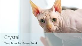  Presentation with cat - Presentation theme consisting of cat sphynx sitting on young man shoulders background and a sky blue colored foreground