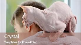  Presentation with cat - Audience pleasing theme consisting of cat sphynx sitting on young backdrop and a coral colored foreground