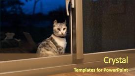  Presentation with wait - Slides enhanced with cat stand and wait near background and a  colored foreground