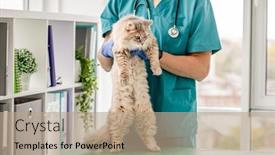  Presentation with cat - Slide set having cat-standing-on-rear-legs background and a coral colored foreground