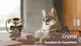  Presentation with cat dog people - Amazing presentation theme having cat stay on table when backdrop and a violet colored foreground