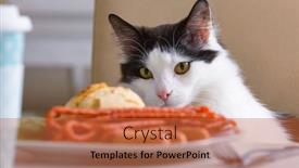  Presentation with cat - Presentation theme with cat-tries-to-steal-food background and a red colored foreground