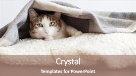  Presentation with cat - Slide set featuring cat under blanket one cat background and a coral colored foreground