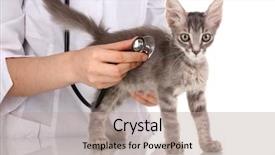  Presentation with vet - Audience pleasing presentation design consisting of cat vet - veterinarian examining a kitten isolated backdrop and a mint green colored foreground
