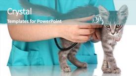  Presentation with hello kitty cute little kitten - Beautiful slides featuring cat vet - veterinarian examining a kitten backdrop and a teal colored foreground