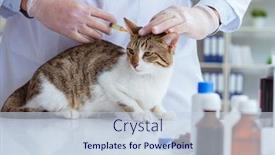  Presentation with vet - Colorful PPT theme enhanced with cat-visiting-vet-for-regular backdrop and a lemonade colored foreground