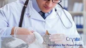  Presentation with vet - Cool new PPT theme with cat-visiting-vet-for-regular backdrop and a sky blue colored foreground