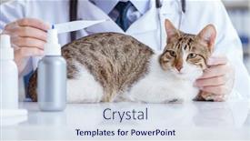  Presentation with vet - Cool new presentation theme with cat-visiting-vet-for-regular backdrop and a sky blue colored foreground