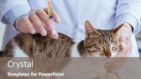  Presentation with vet - Colorful slide deck enhanced with cat-visiting-vet-for-regular backdrop and a violet colored foreground