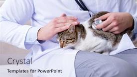  Presentation with vet - 