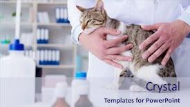  Presentation with plan do check act healthcare - PPT layouts with cat visiting vet for regular background and a sky blue colored foreground