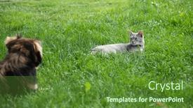  Presentation with cat dog - PPT layouts enhanced with cat-vs-dog-rivalry-standing background and a tawny brown colored foreground