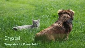  Presentation with dog cat - PPT theme consisting of cat-vs-dog-rivalry-standing background and a tawny brown colored foreground