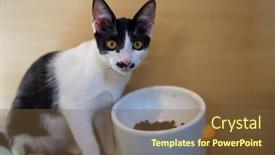  Presentation with wait - Slides enhanced with cat-wait-for-the-meal background and a  colored foreground