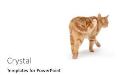  Presentation with walking cat - Slides having cat walking alone on white background background and a white colored foreground