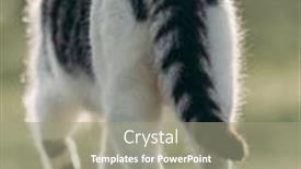  Presentation with walking cat - 