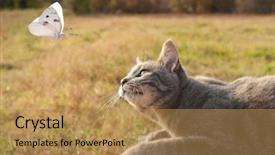  Presentation with hello kitty - Colorful presentation theme enhanced with cat watching a white butterfly backdrop and a  colored foreground