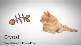  Presentation with bone fish - Amazing slides having cat watching fish bone backdrop and a white colored foreground