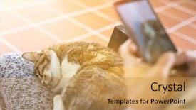  Presentation with goodbye cat - Colorful presentation design enhanced with  backdrop and a  colored foreground