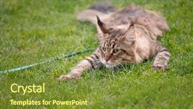  Presentation with walking cat - Presentation design consisting of cat with leash is hunting background and a tawny brown colored foreground