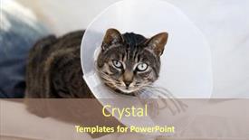  Presentation with eye lash - Slide set featuring cat-with-sore-eye background and a coral colored foreground