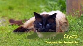  Presentation with vibrant blue - Presentation having cat-with-vibrant-blue-eyes background and a tawny brown colored foreground