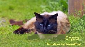  Presentation with vibrant blue - Cool new PPT theme with cat-with-vibrant-blue-eyes backdrop and a tawny brown colored foreground