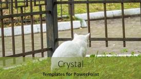  Presentation with white green - Slides having cat-with-white-fur-sitting background and a gold colored foreground