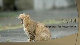  Presentation with asia - Cool new PPT theme with cat yawning and sitting on ground in taiwan asia backdrop and a coral colored foreground