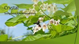  Presentation with leaves - PPT theme with catalpa-bignonioides-flowers-and-leaves background and a yellow colored foreground