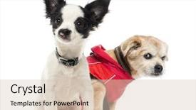  Presentation with dog park dogs plays - Beautiful PPT theme featuring medieval - 3d illustration of the warrior backdrop and a gray colored foreground