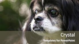  Presentation with eye cataract - Beautiful slide deck featuring cataract eye - old blind senior dog backdrop and a gray colored foreground