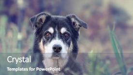  Presentation with human and dog paw print - Beautiful presentation theme featuring cataract eye - senior dog looking backdrop and a gray colored foreground