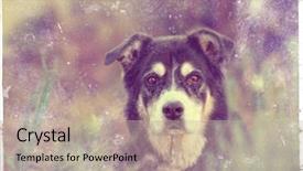  Presentation with vintage retro - Cool new PPT layouts with cataract eye - senior dog looking backdrop and a  colored foreground