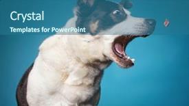  Presentation with border collie 4 years - Cool new presentation theme with best opening - border collie catching a treat backdrop and a lemonade colored foreground