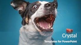  Presentation with border collie 4 years - Presentation design having catch - border collie catching a treat background and a teal colored foreground