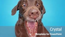  Presentation with wide - Colorful slide set enhanced with funny chocolate lab with his backdrop and a tawny brown colored foreground