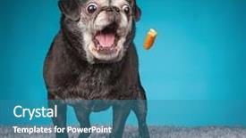  Presentation with wide - Theme having doggy - old senior pug with her background and a teal colored foreground