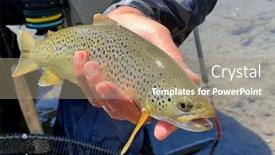  Presentation with trout - Presentation theme featuring catch-of-a-beautiful-brown background and a  colored foreground